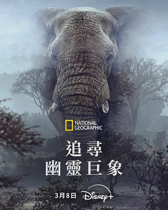 追寻幽灵大象