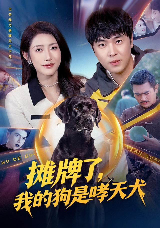 别惹我的狗封面