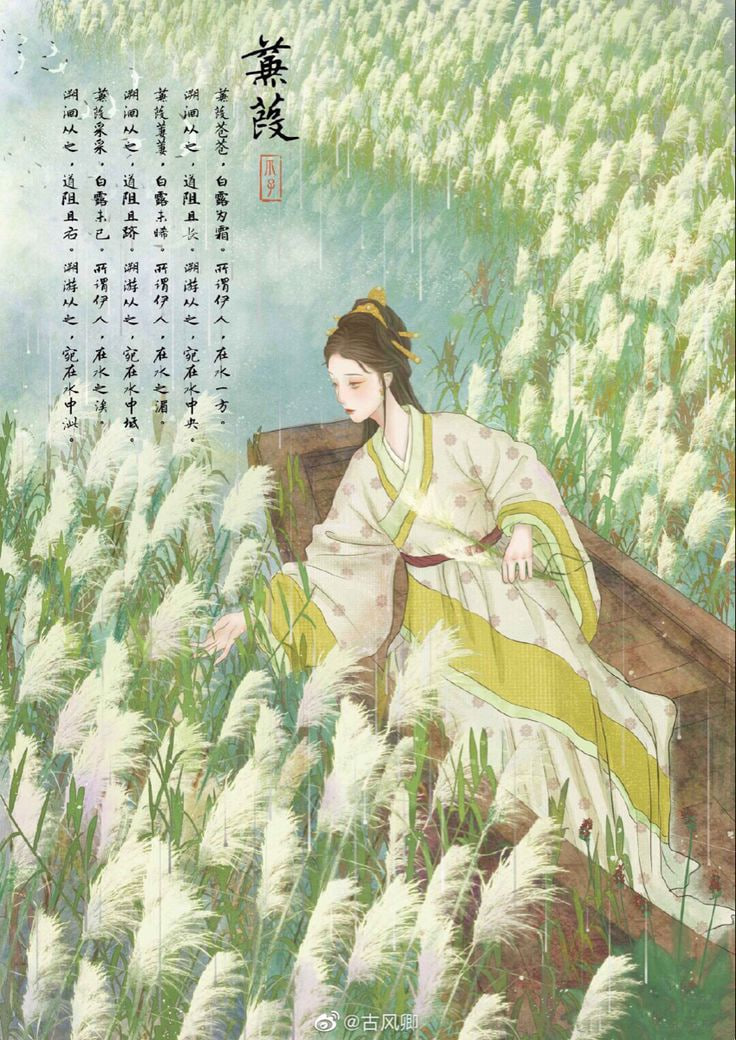 蒹葭封面