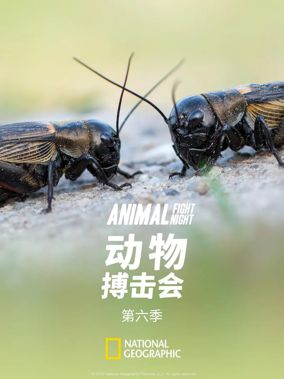动物搏击会 第六季封面