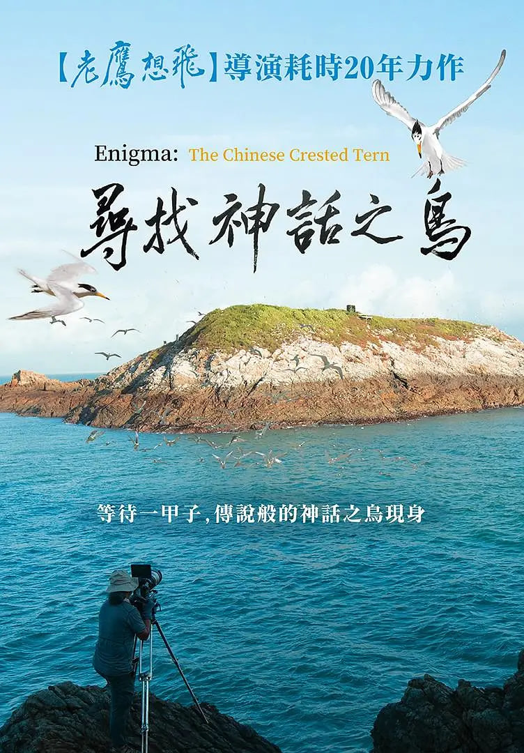 寻找神话之鸟封面