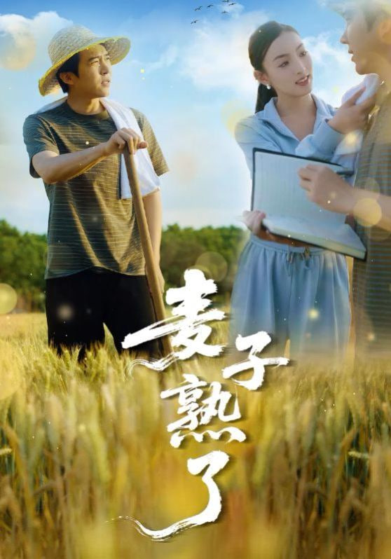 麦子熟了封面