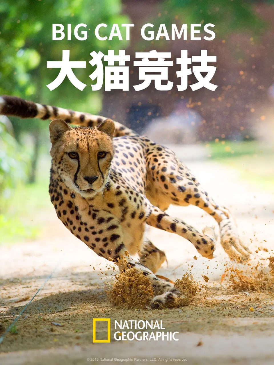 大猫竞技封面
