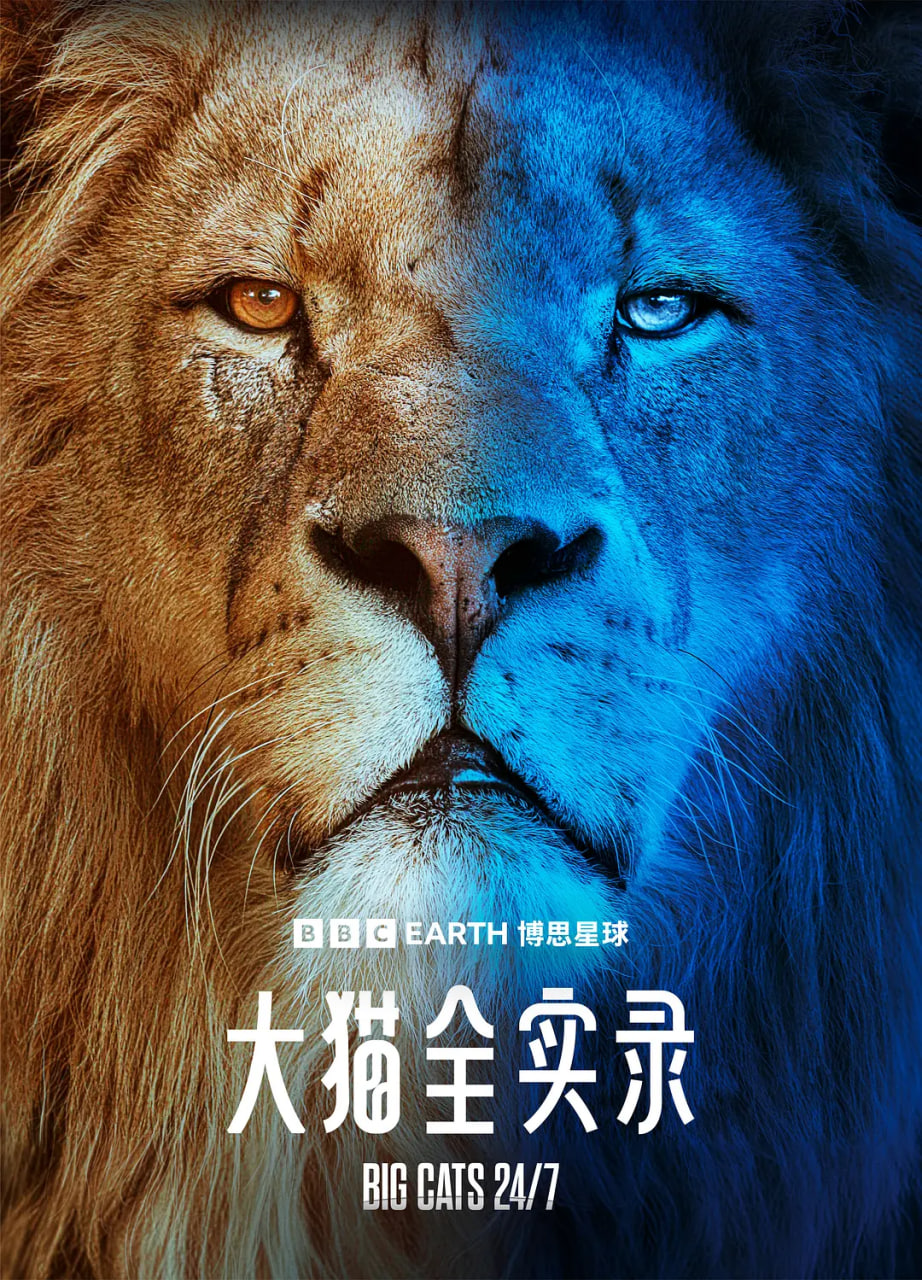 大猫全实录封面